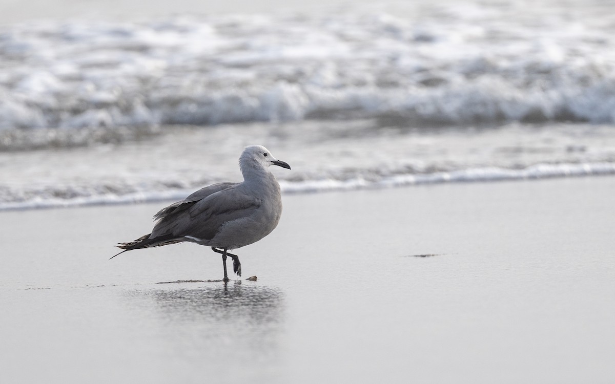 Kül Rengi Martı - ML645537240