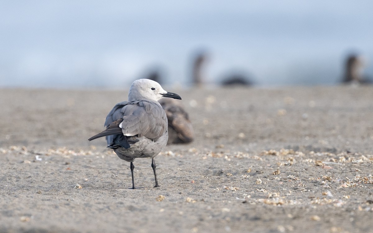 Kül Rengi Martı - ML645537241