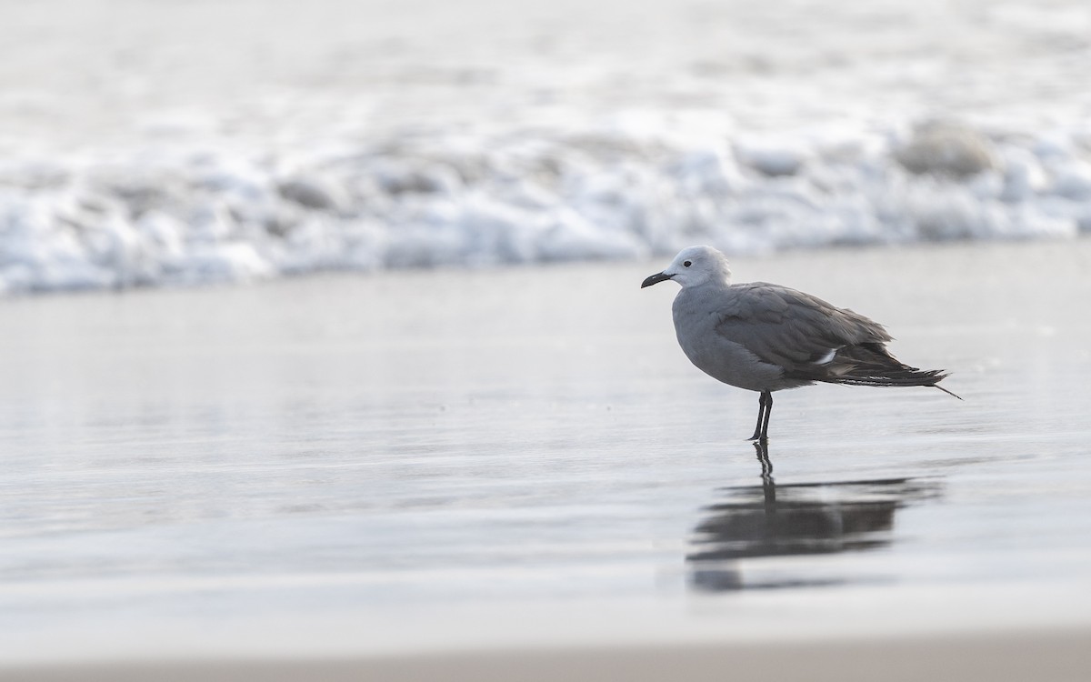 Kül Rengi Martı - ML645537242