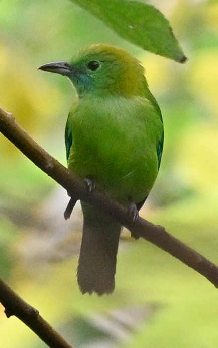 Blue-winged Leafbird - ML645537244