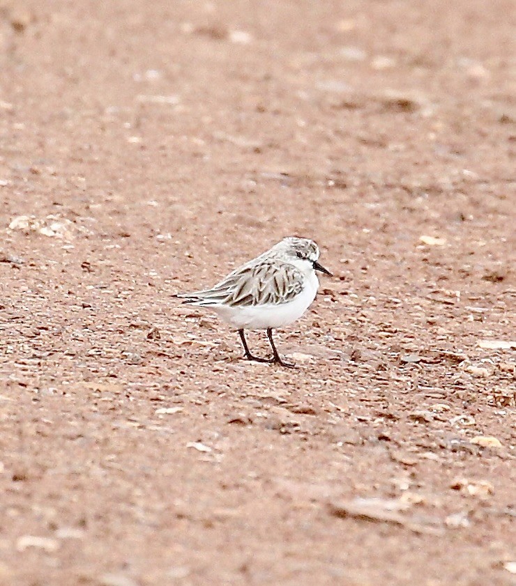 rødstrupesnipe - ML645537247