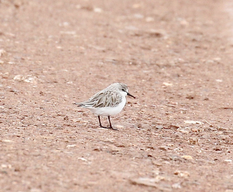 rødstrupesnipe - ML645537248