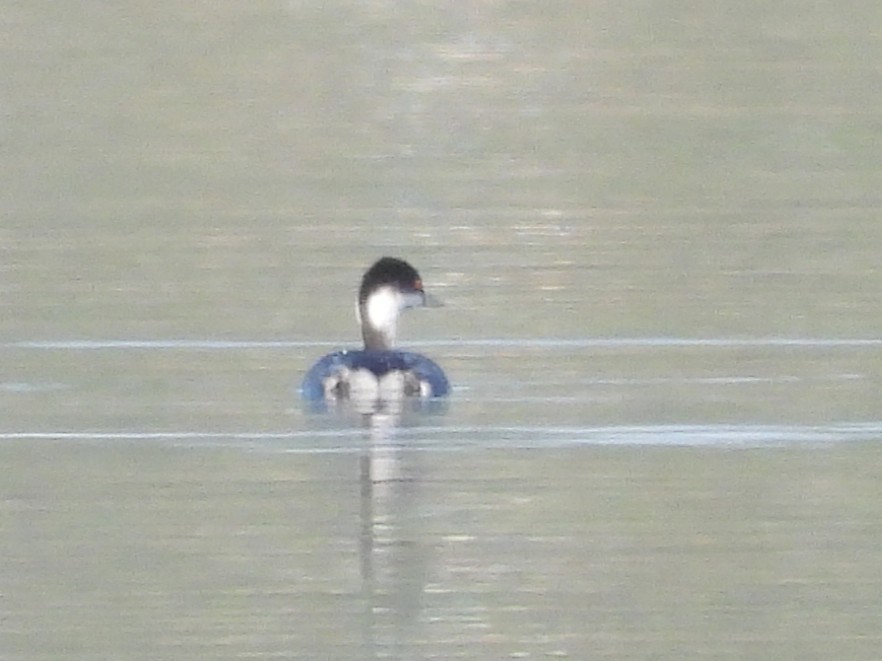 Eared Grebe - ML645537249
