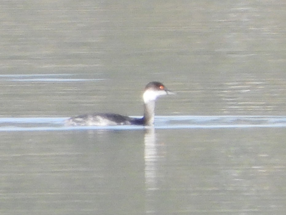 Eared Grebe - ML645537250