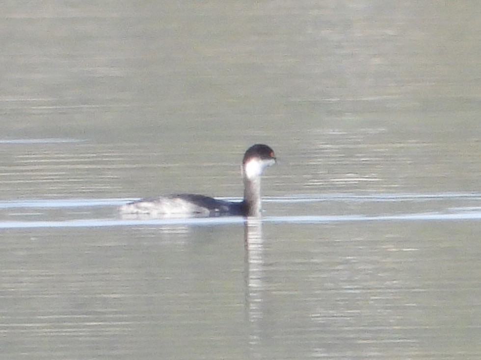 Eared Grebe - ML645537251