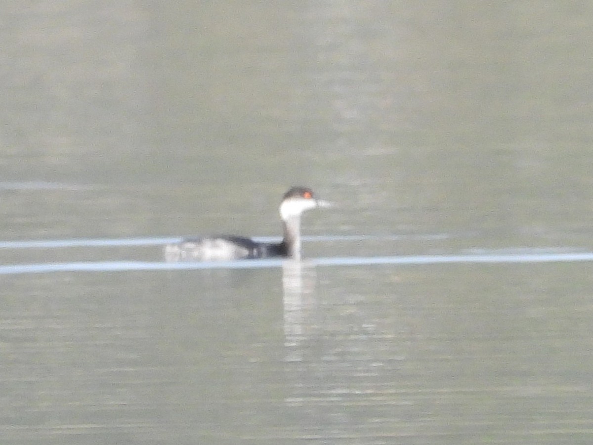 Eared Grebe - ML645537252