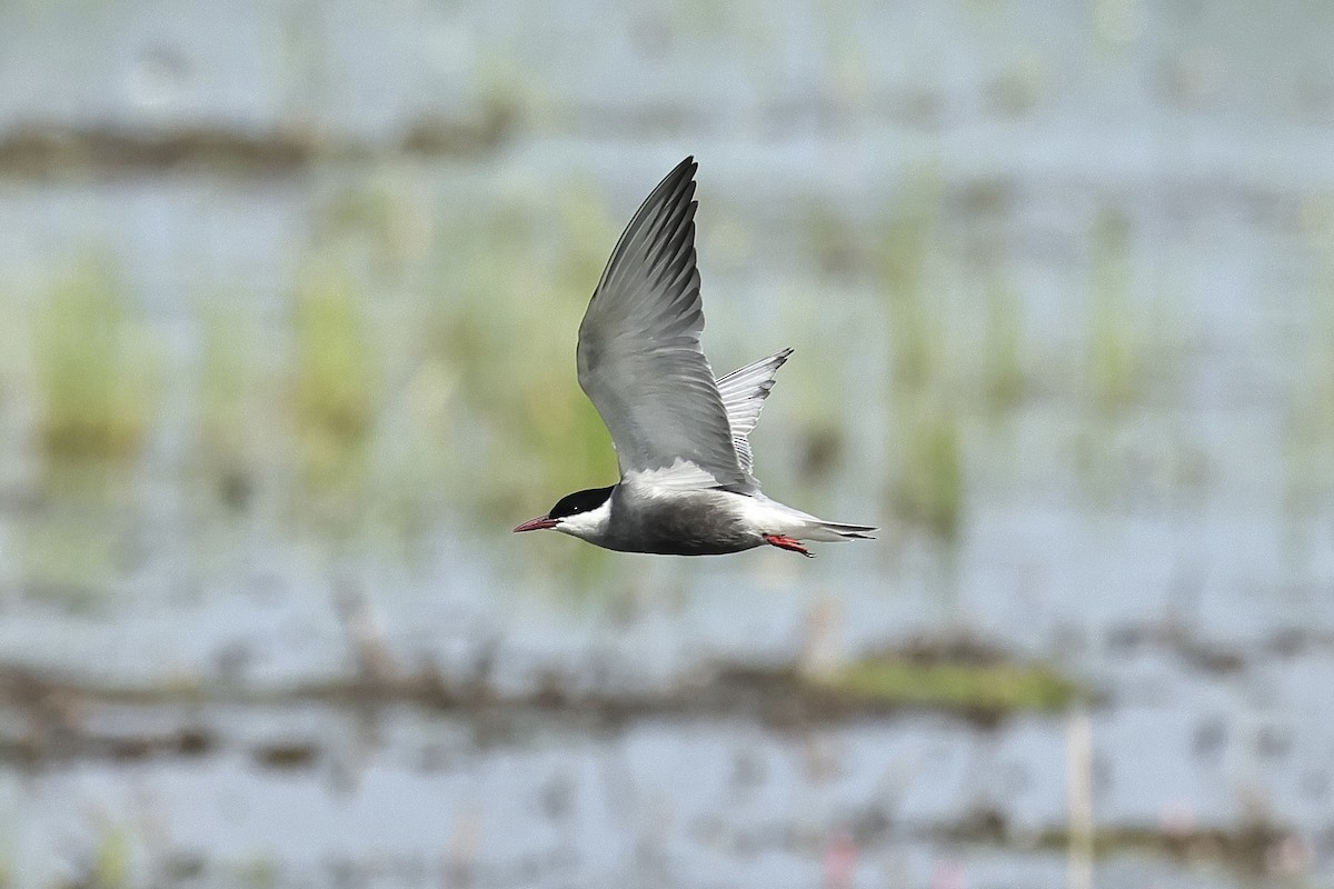 hvitkinnsvartterne - ML645537253