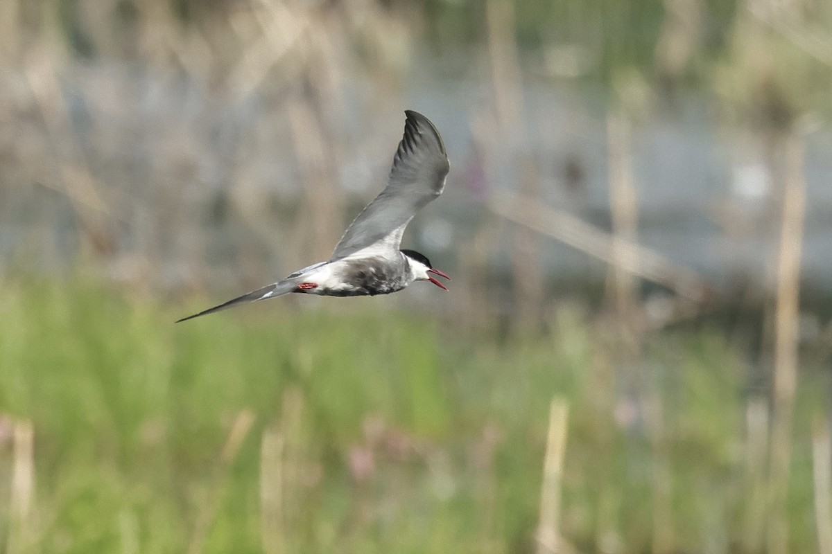 hvitkinnsvartterne - ML645537254