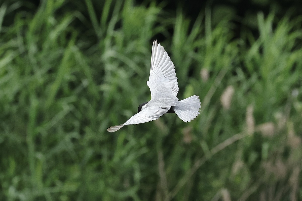 hvitkinnsvartterne - ML645537256