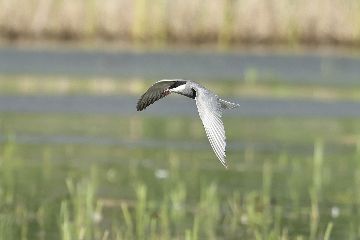 hvitkinnsvartterne - ML645537258