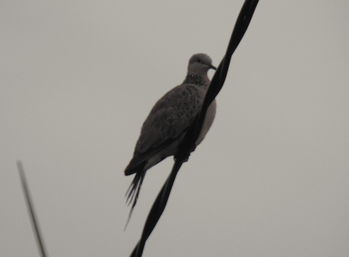 perlekragedue - ML645537259