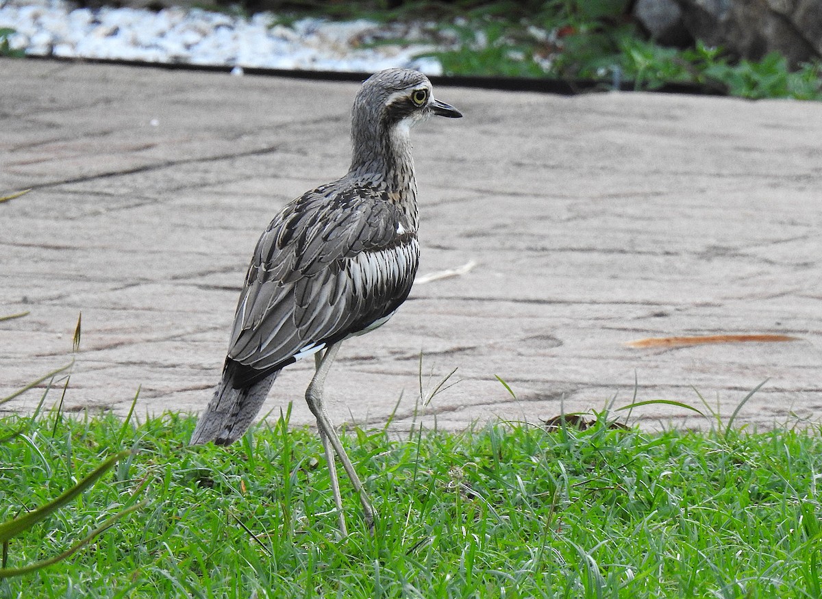 styltetriel - ML645537260