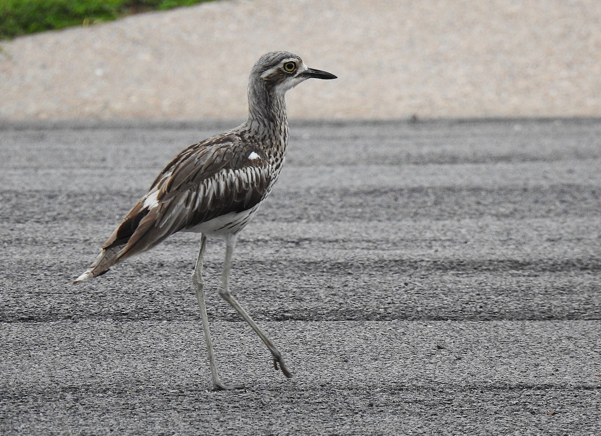 styltetriel - ML645537262