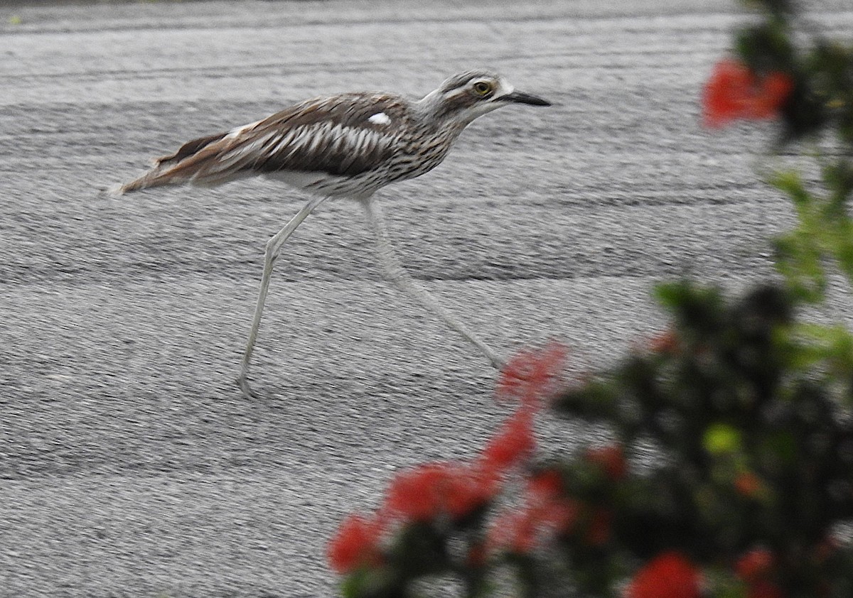 styltetriel - ML645537263