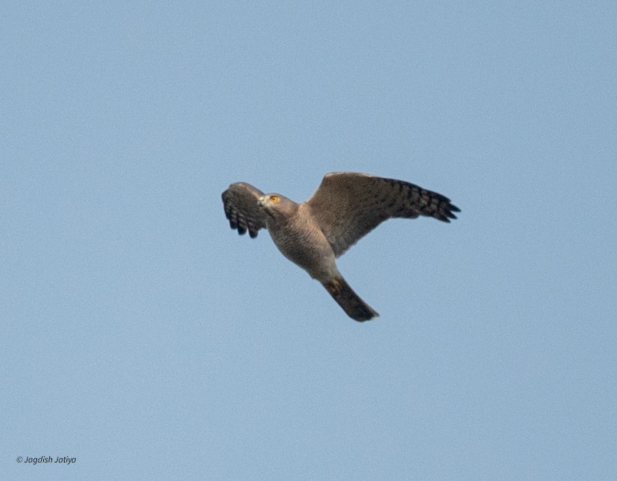 shikrahauk - ML645537265