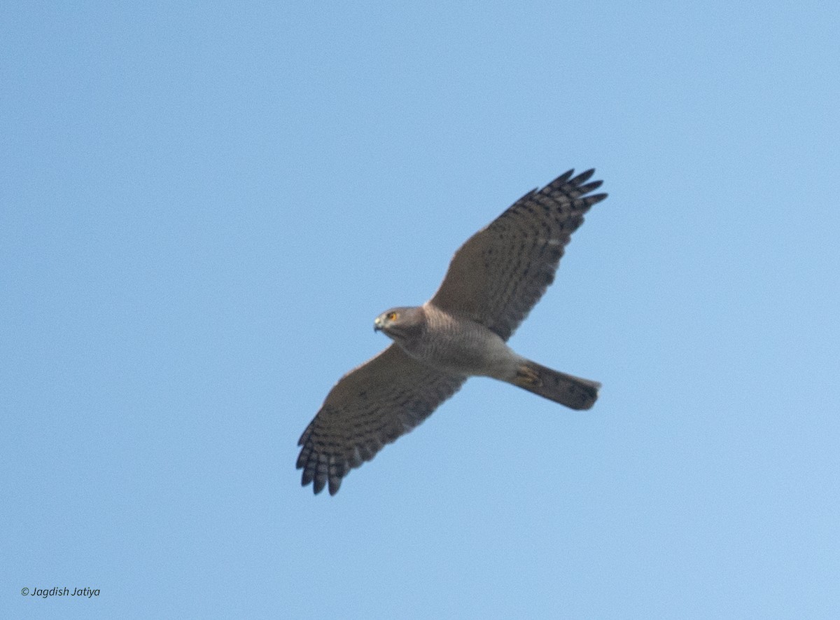 shikrahauk - ML645537267