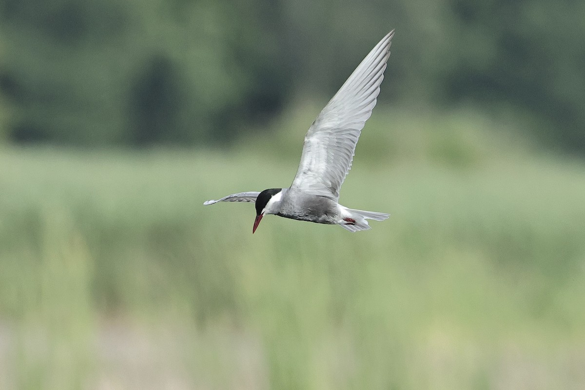 hvitkinnsvartterne - ML645537268