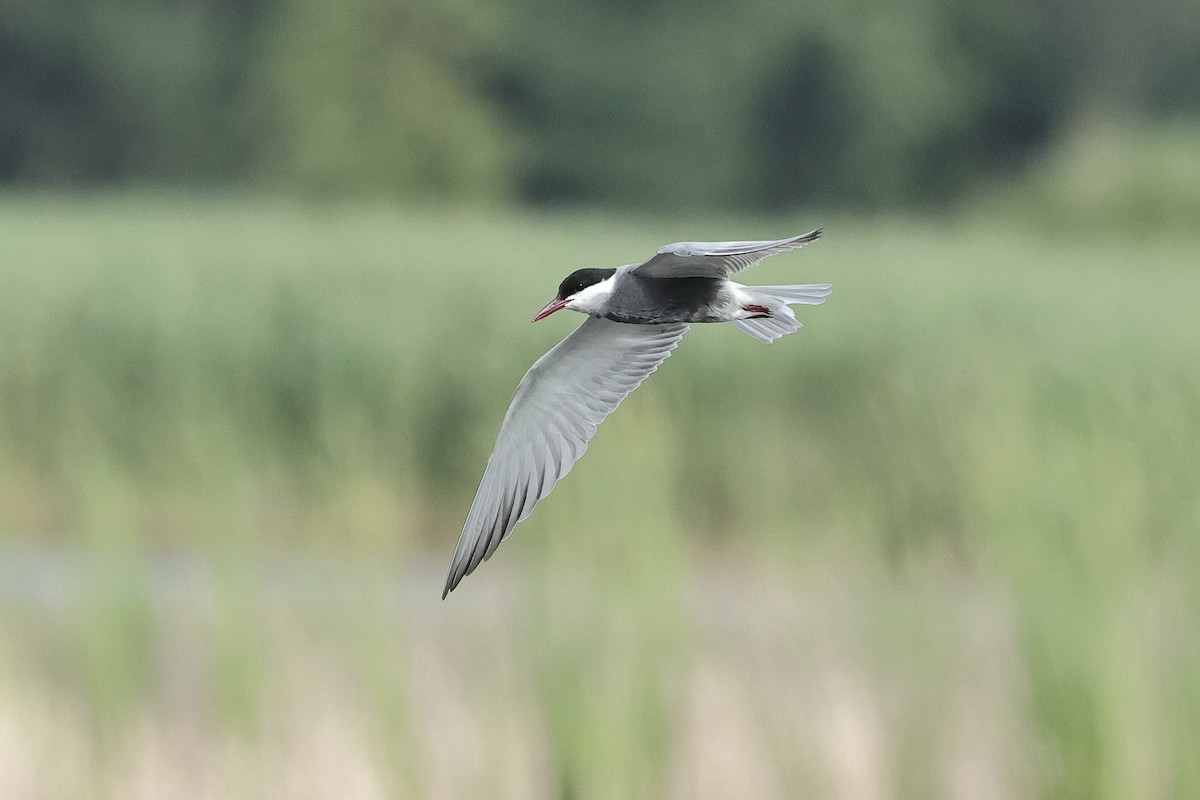 hvitkinnsvartterne - ML645537270