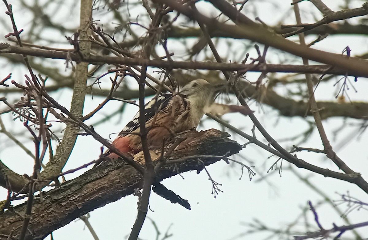 mellomspett - ML645537271