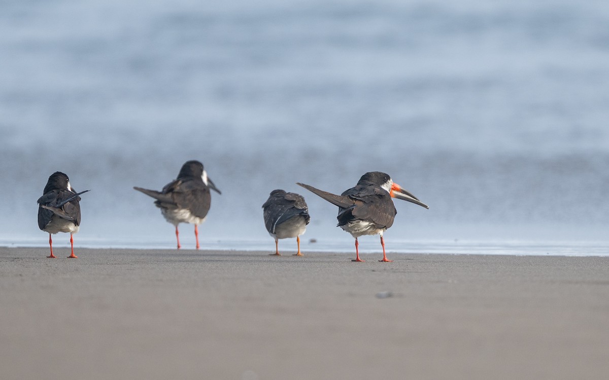 amerikasaksenebb - ML645537272