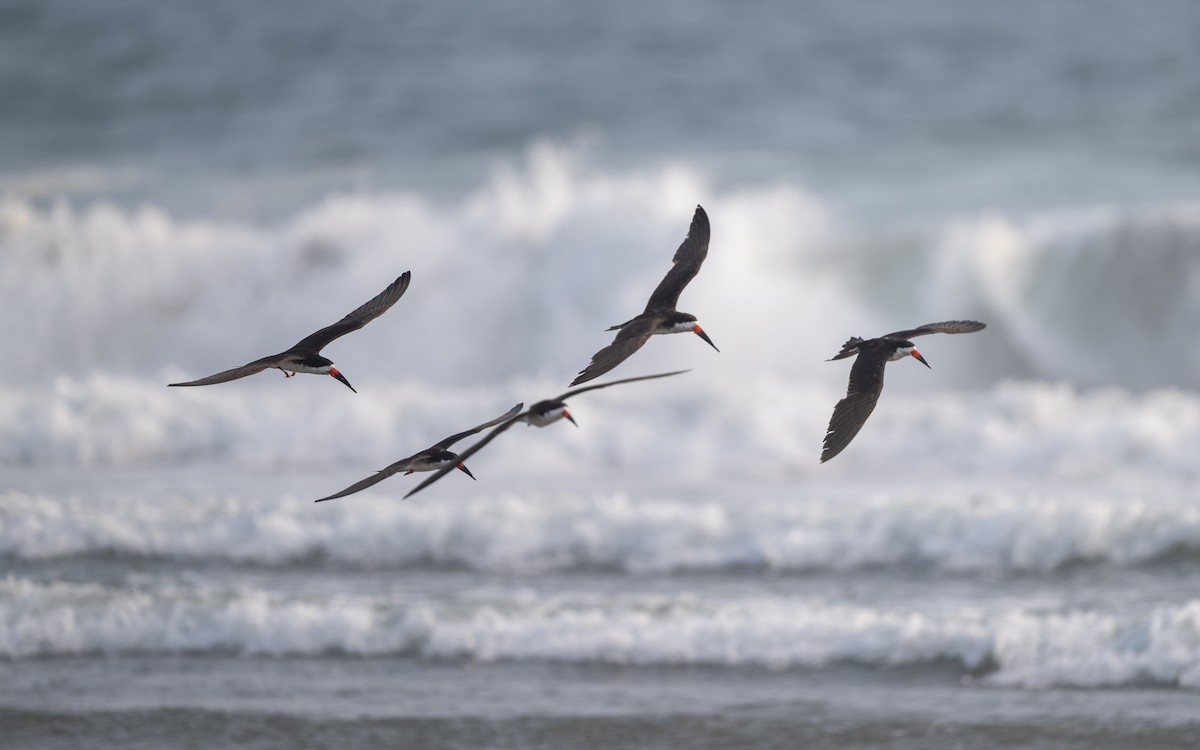 amerikasaksenebb - ML645537273