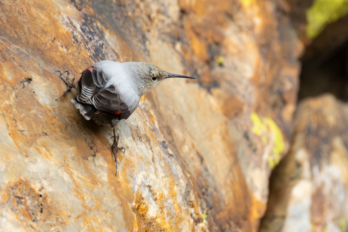Wallcreeper - ML645537282