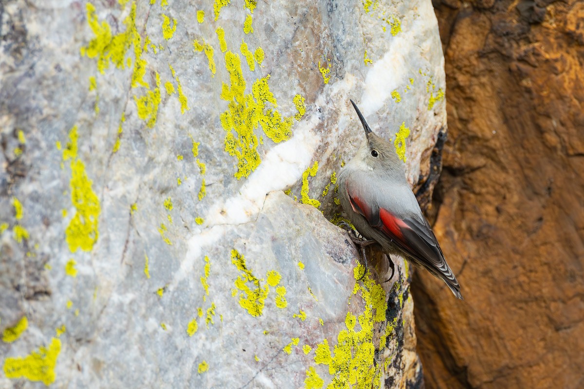 Wallcreeper - ML645537283