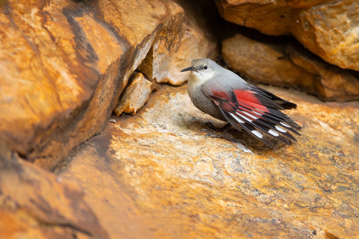 Wallcreeper - ML645537284