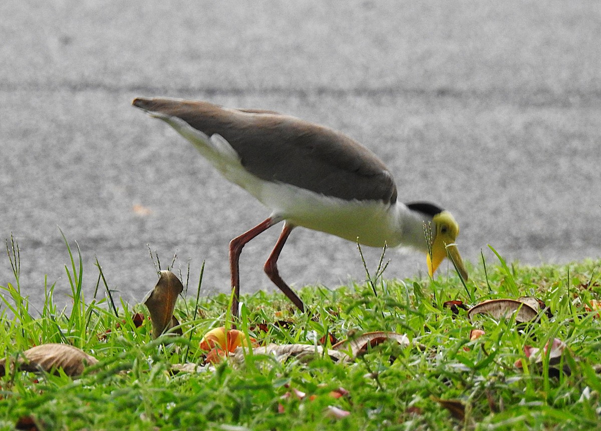 maskevipe - ML645537285