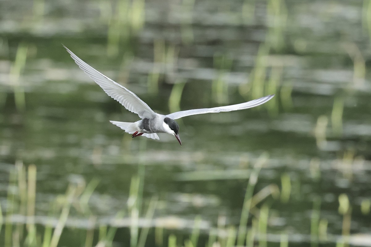 hvitkinnsvartterne - ML645537286