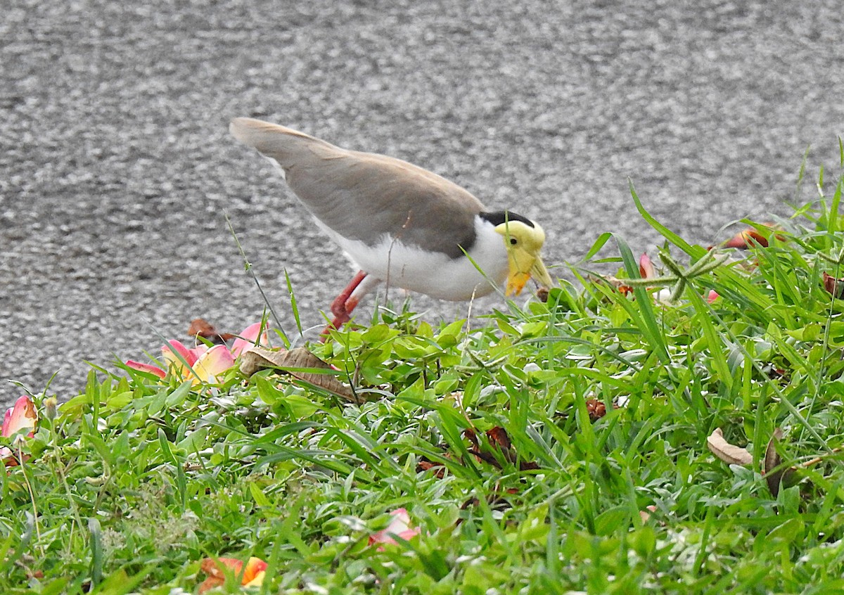 maskevipe - ML645537287