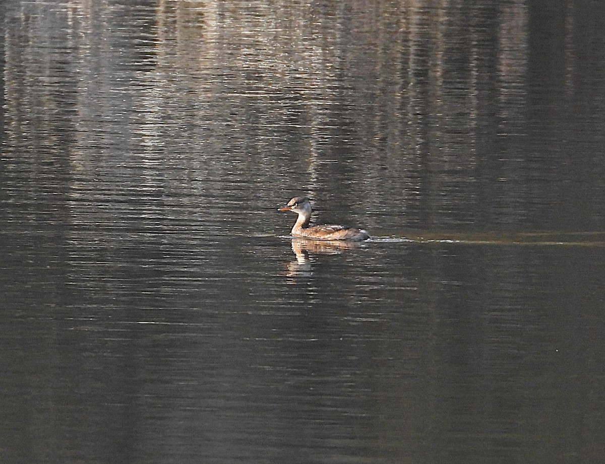 dvergdykker (ruficollis gr.) - ML645537288