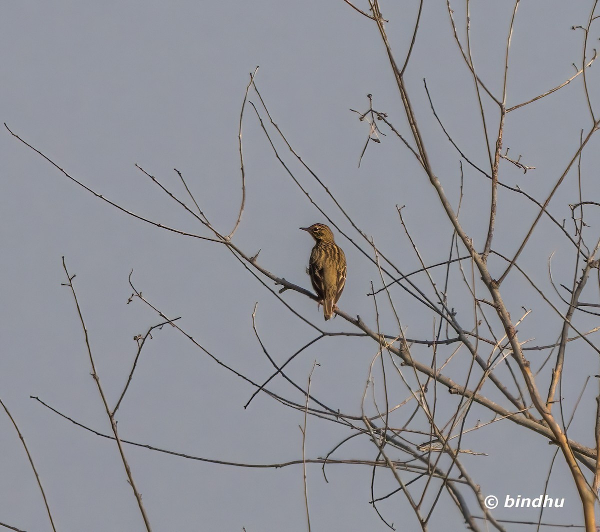 林鷚 - ML645537291