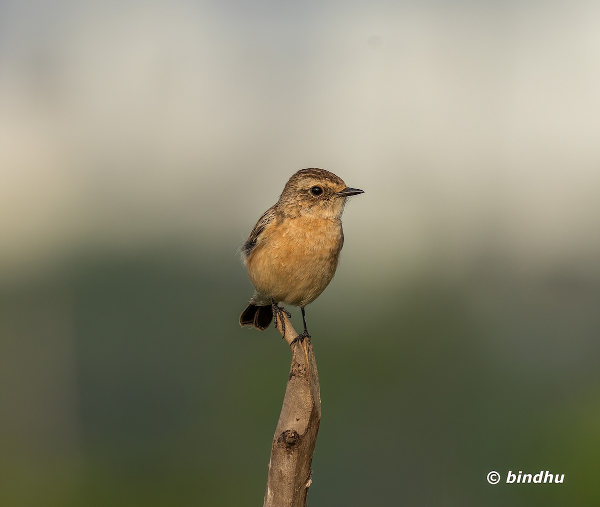 Siberian Stonechat - ML645537299