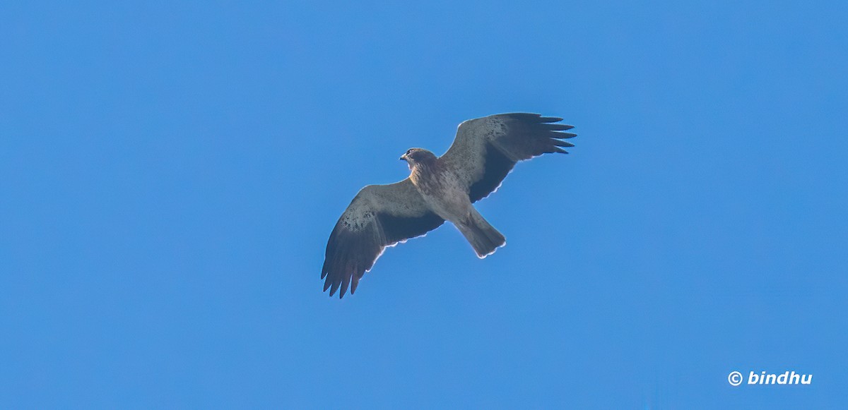 靴隼鵰 - ML645537303