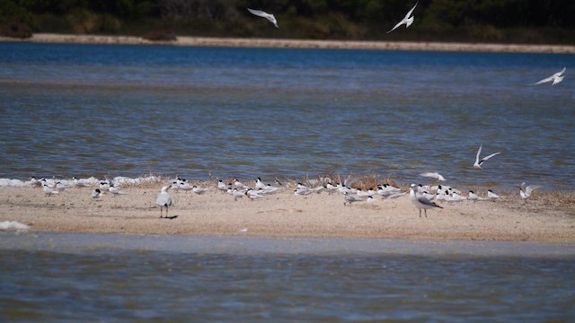 Крячок австралійський - ML645537305