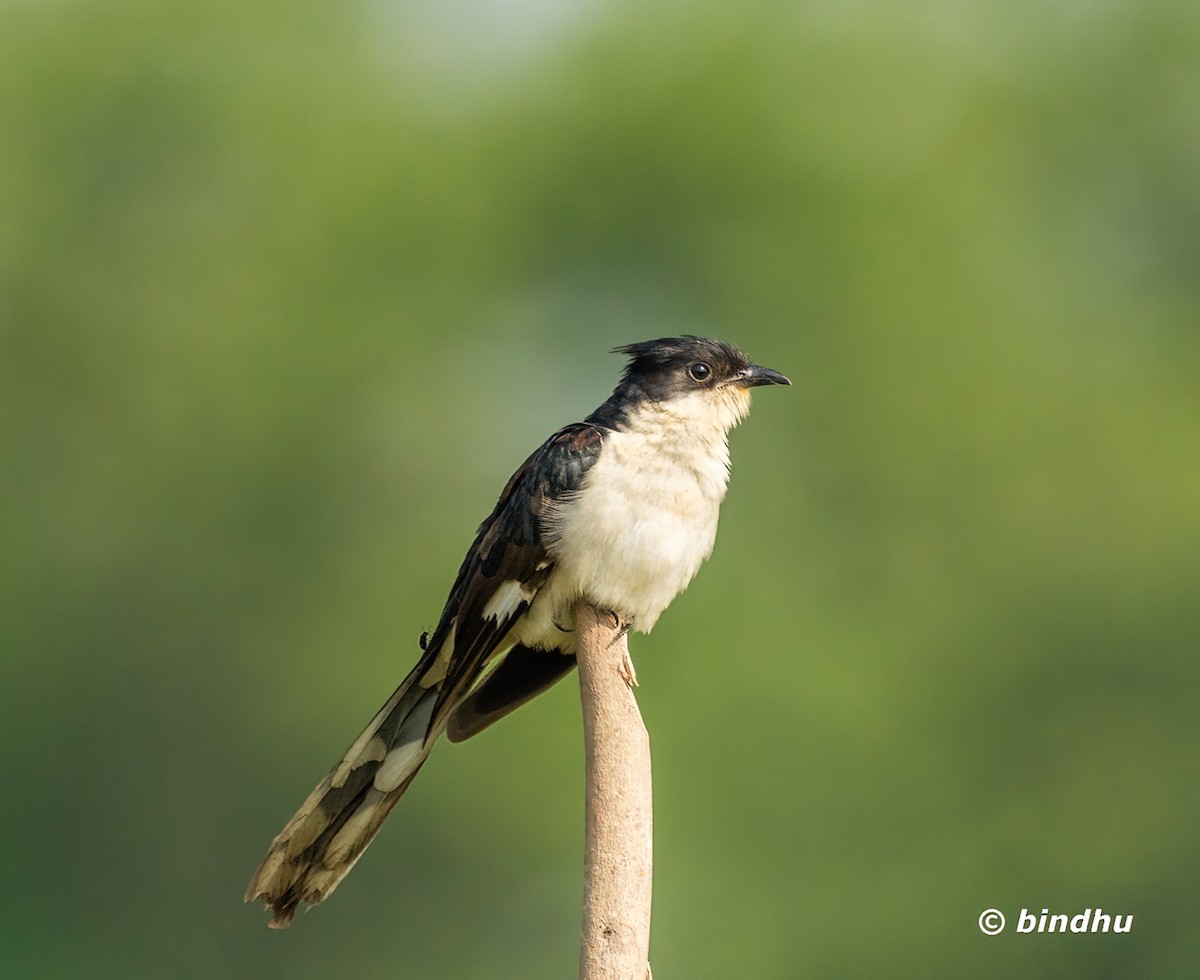 斑翅鳳頭鵑 - ML645537308