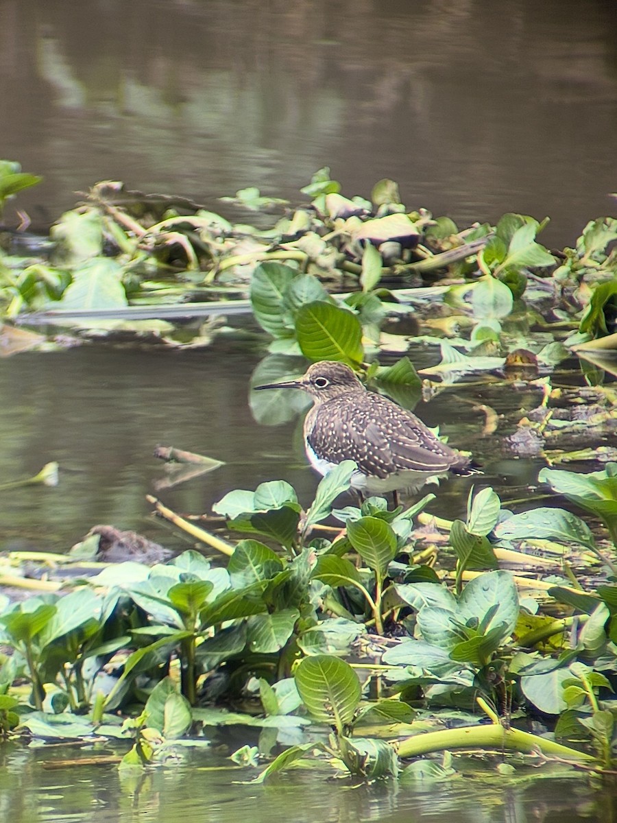 Solitary Sandpiper - ML645537309