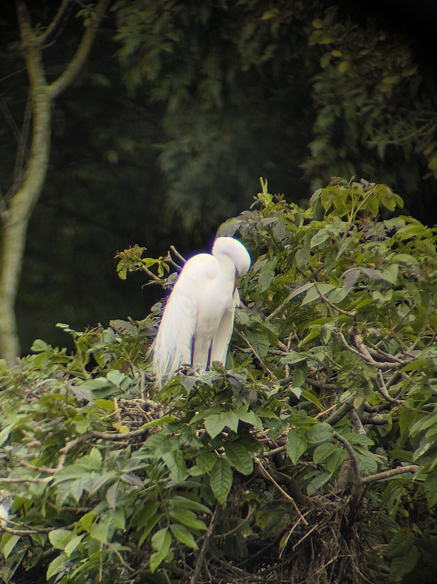 Garceta Grande - ML645537310