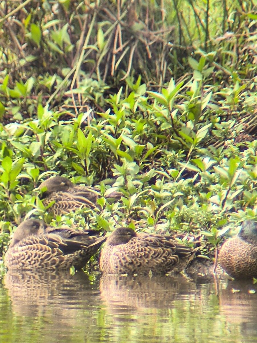 ミカヅキシマアジ - ML645537311