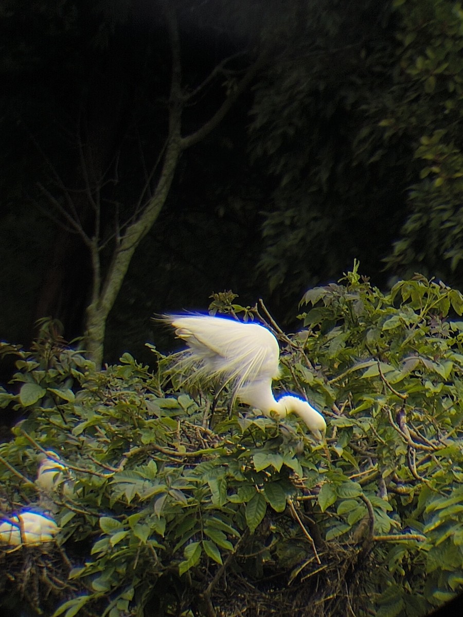 Garceta Grande - ML645537312