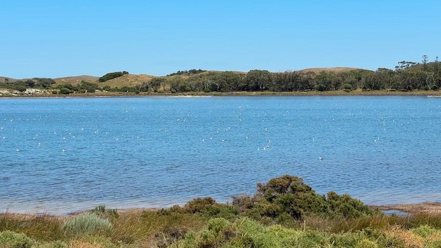 Кулик-довгоніг австралійський - ML645537328