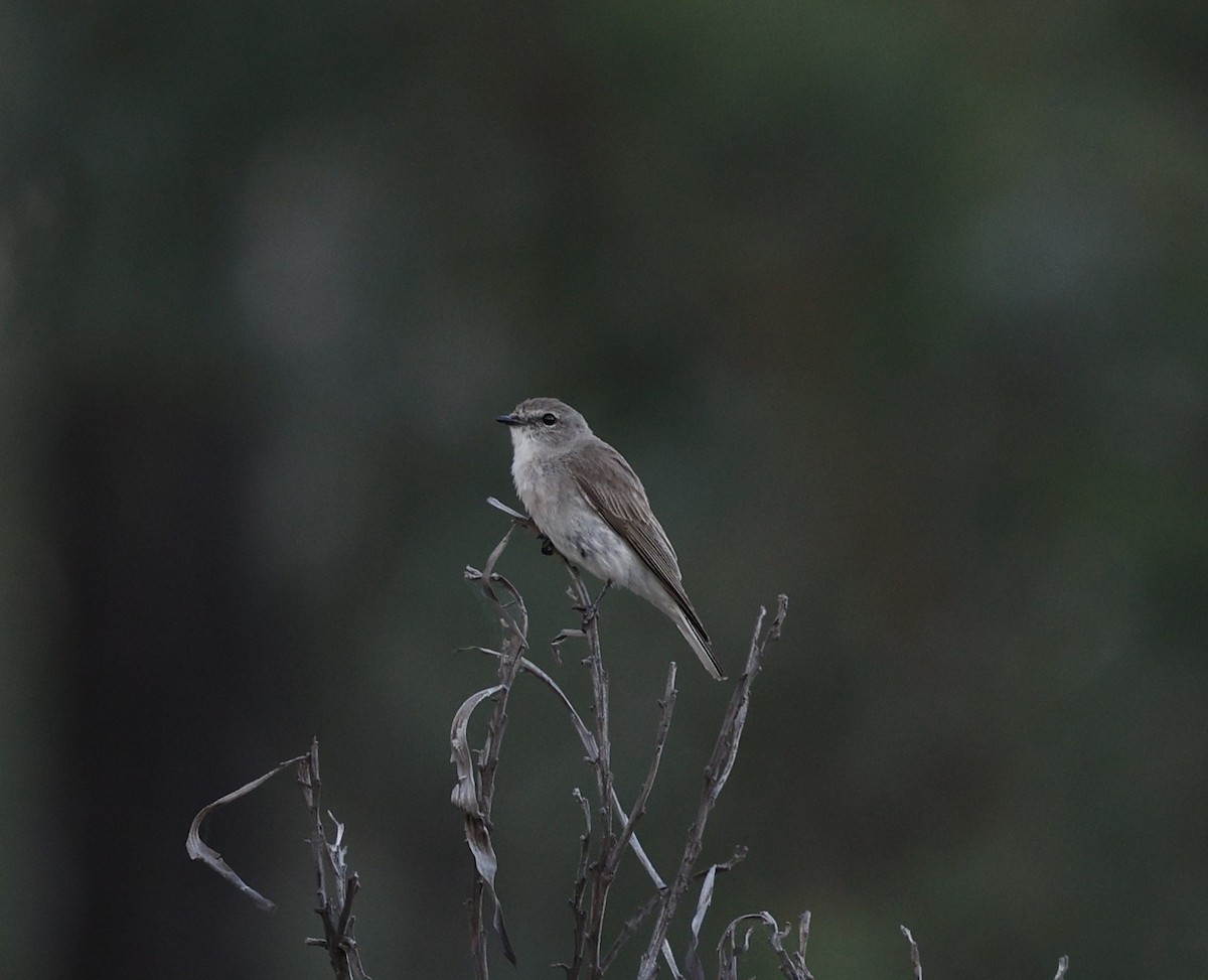 Avustalya Şakıcı Sinekkapanı - ML645537330