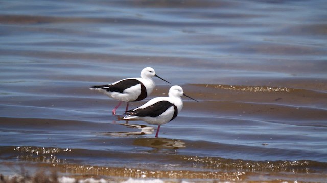 Кулик-довгоніг австралійський - ML645537332