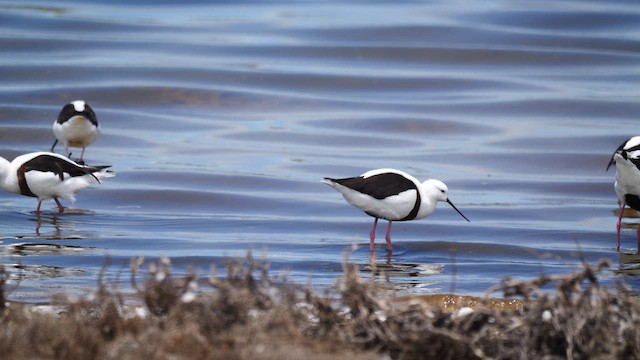Кулик-довгоніг австралійський - ML645537333