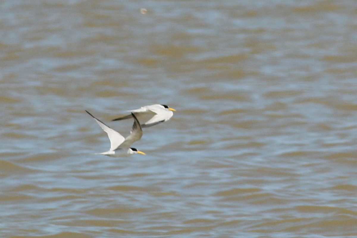 Амазонская крачка - ML645537349