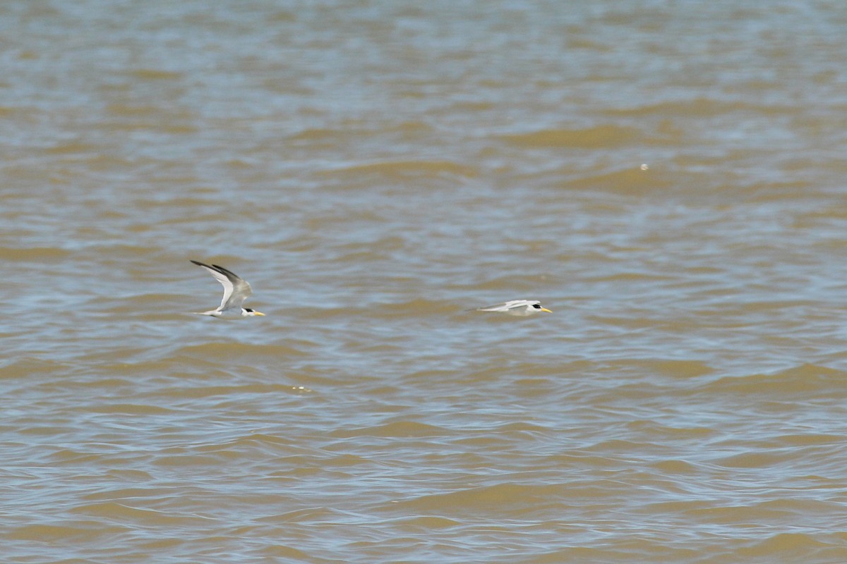 Амазонская крачка - ML645537356