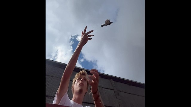 Соловейко білогорлий - ML645537368