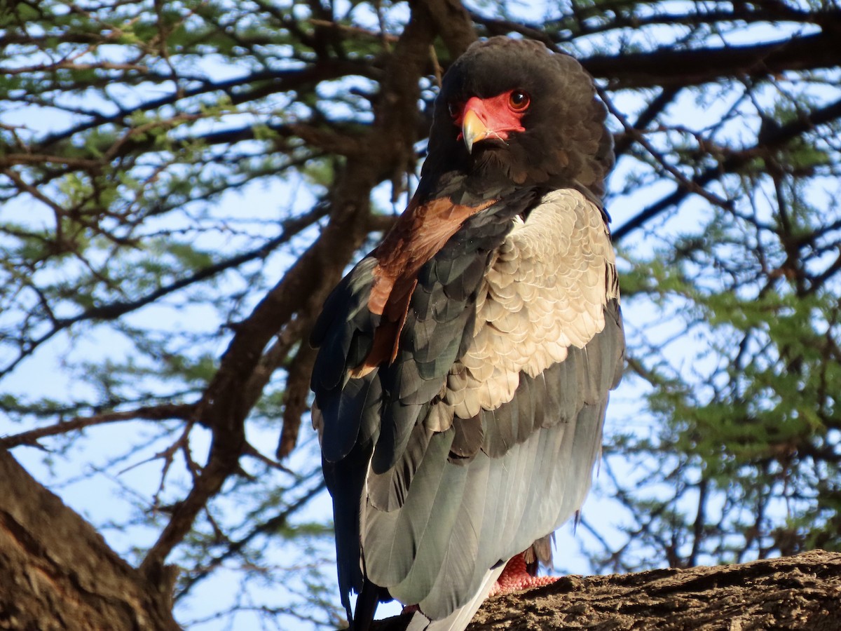 Bateleur - ML645537386