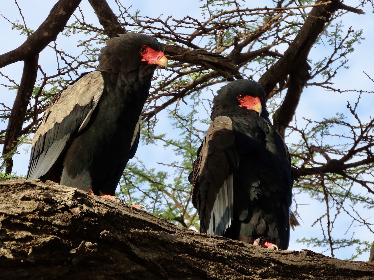 Bateleur - ML645537390